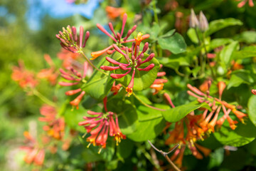 Lonicera sempervirens flowers, common names coral honeysuckle, trumpet honeysuckle, or scarlet...