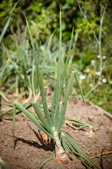 Obraz premium ripe onion with green stems growing in dry ground