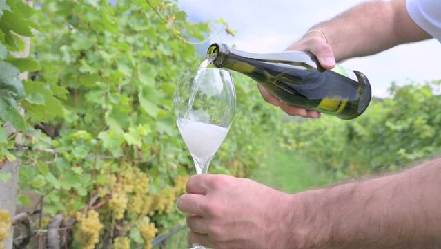 A glass of prosecco and vineyards. Man pours a glass of white wine. italian alps. High quality footage