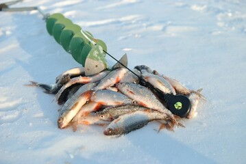 Winter fishing on the river, roach and perch fishing. 