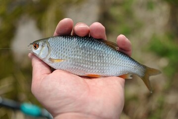 Spring fishing on the river, catch.