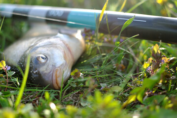 Spring fishing on the river, catch.
