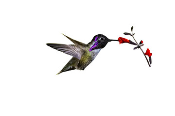 Costa's Hummingbird (Calypte costae) Photo, Feeding on Scarlet Sage (Salvia coccinea) in Flight showing His Colors on a Transparent Background - 567847979
