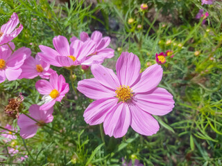Cosmos flower