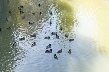 Ducks in the Cardener river as it passes through the town of Suria