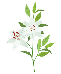 Branch of white lilies and green leaves isolated on a white background. Vector illustration. EPS 10.