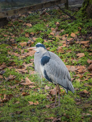 grey heron ardea cinerea