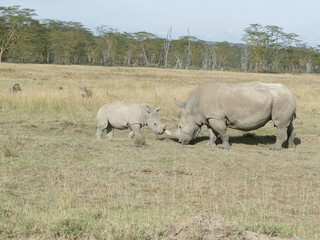Wide mouth  white  rhinoceros with young Maasai Mara