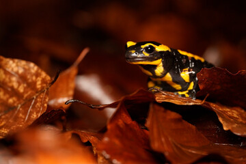 Fire Salamander (Salamandra salamandra), Ruhr-District, Germany