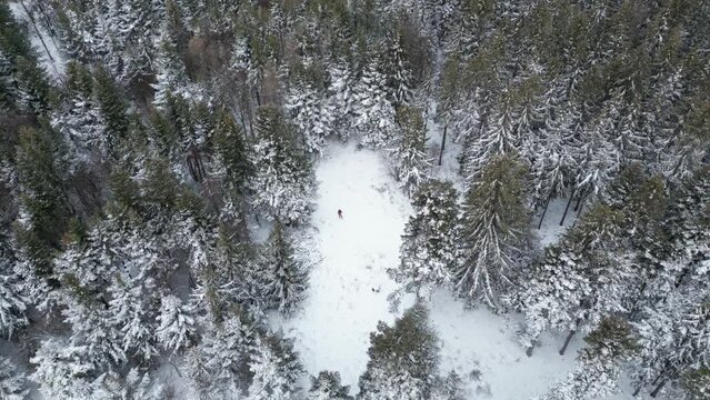Winter Forest with Snow Aerial View
