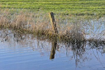 Flooded meadow with fence reflecting in the blue water in Scheldemeersen nature reserve, Merelbeke, Flanders, Belgium