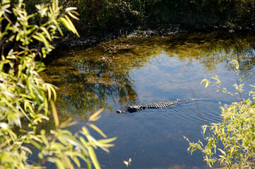 Alligator Swimming in canal reflection Blue Sky Sunny Day