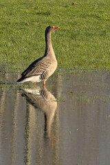 Greylag goos standing , reflecting in the water in Scheldemeersen nature reserve, Merelbeke, Flanders, Belgium