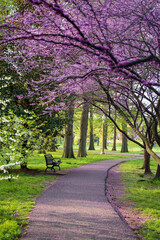 spring in the park, Park Walkway, Peaceful, Flowers in Bloom, Bench seat in park, bench, green grass flower on trees