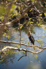 Bird perched in trees by water canal sunny day 