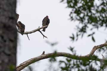 Turkey Vulture sitting on a tree branch