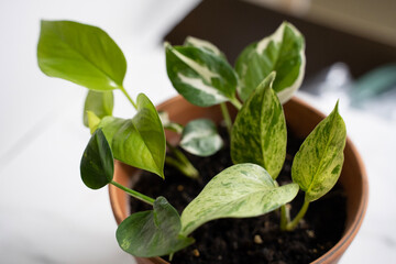 Pothos Plant in terra cotta pot, seedling in a pot, Houseplant