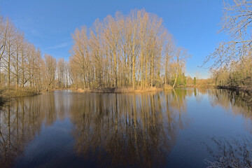 Olde arm of Scheldt river and bare forest in the Flemish countryside