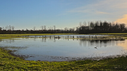 Flooded meadow with fence and bare trees  reflecting in the blue water in Scheldemeersen nature...