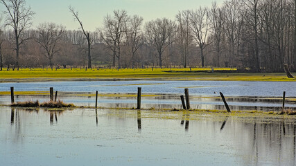 Flooded meadow with fence and bare trees  reflecting in the blue water in Scheldemeersen nature...