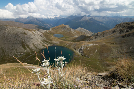 Edelweiss surplombant le lac du petit Laus
