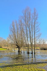 MEadow with willow trees on a sunny winter day in the flemish countryside