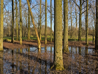 Swamp in a forest in Scheldemeersen nature resrve, Merelbeke, Flanders, on a sunny winter day