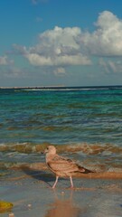 Fotografia de gaviota caminando en la arena con el mar en sus patas y de tras de ella el mar de Mahahual