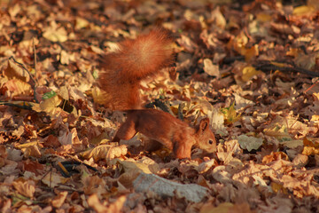 Orange shaggy squirrel in the ground in autumn leaves