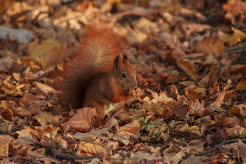 Naklejka na ściany i meble Orange shaggy squirrel in the ground in autumn leaves
