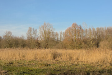 Obraz premium Wetlands with golden reed and bare trees under a cloudy sky in Scheldemeersen nature reserve, Merelbeke, Flanders, Belgium
