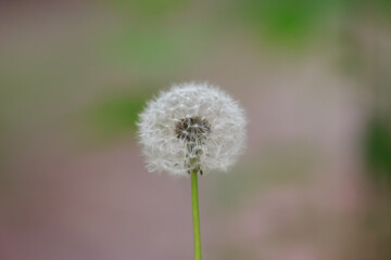 One white dandelion on a beautiful