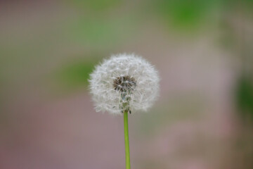 Obraz na płótnie Canvas One white dandelion on a beautiful