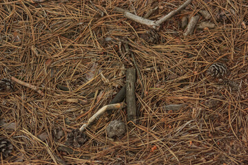 Background, wall made of pine cones and needle dried wood
