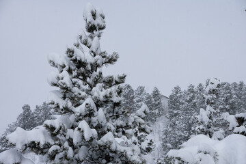 Snow-Covered Trees Colorado After Spring Snowstorm 
