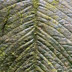 plant leather