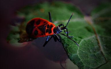Fire bug on a leaf, macro photo.Pyrrhocoris apterus