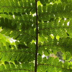 green leaves with dew drops