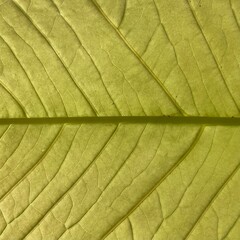 green leaf texture