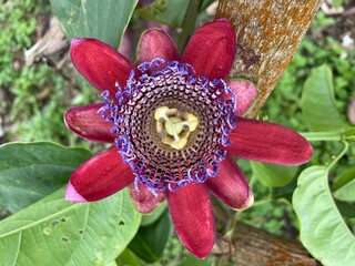 close up of a flower