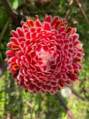 red dahlia flower