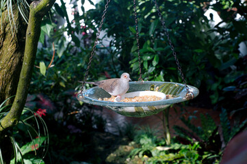 Bird in Bird Feeder eating Daytime