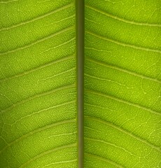 close up of leaf