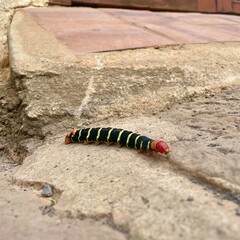 caterpillar