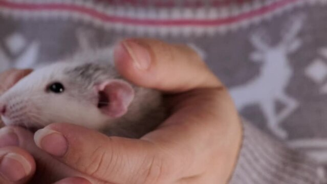 close up portrait of beautiful gray decorative domestic Fancy rat, Rattus norvegicus domestica in female hands, concept of health, care and maintenance, optimal conditions for keeping pets