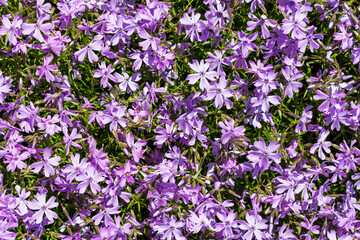 Fototapeta premium Purple Creeping Phlox perennials. Little flowers full frame background, top view.