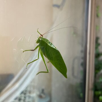 green grasshopper at my window
