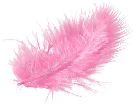 Fototapeta A fluffy beautiful feather pink