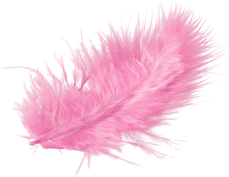 A fluffy beautiful feather pink