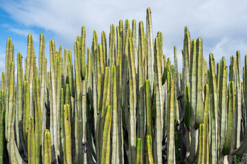 Green and Yellow Cactus in front of blue Sky